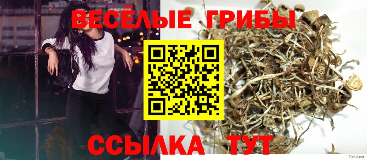 Псилоцибиновые грибы Cubensis Рузаевка